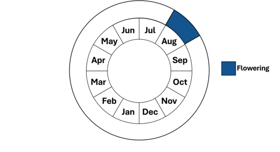 Graphic representation of life cycle, also described in text.