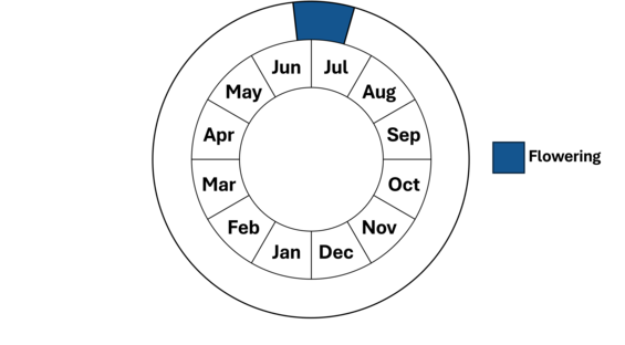 Graphic representation of life cycle, also described in text.