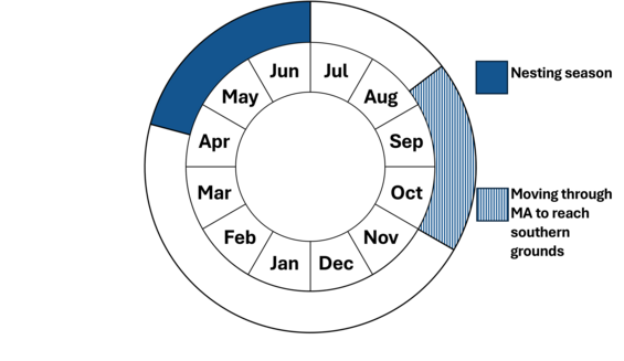 Graphic representation of life cycle, also described in text.