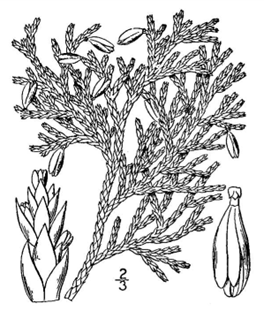 Arborvitae