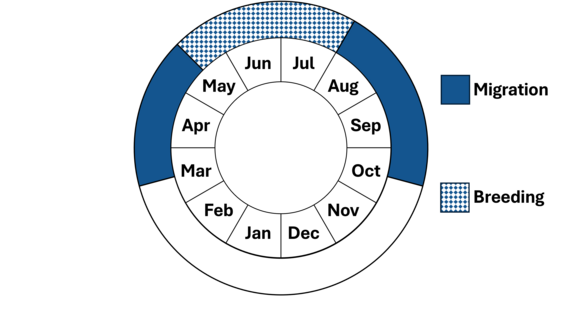 Graphic representation of life cycle, also described in text.