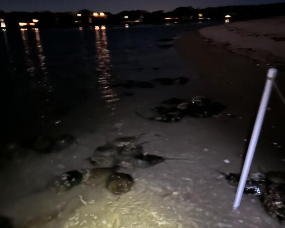A beach with spawning horseshoe crabs at night.