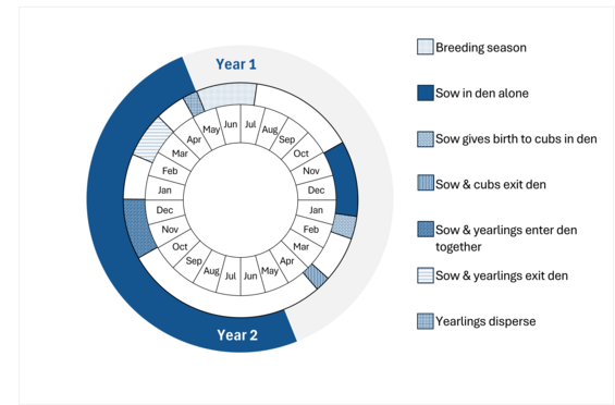 Graphic representation of life cycle, also described in text.