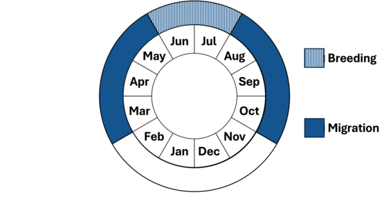 Graphic representation of life cycle, also described in text.