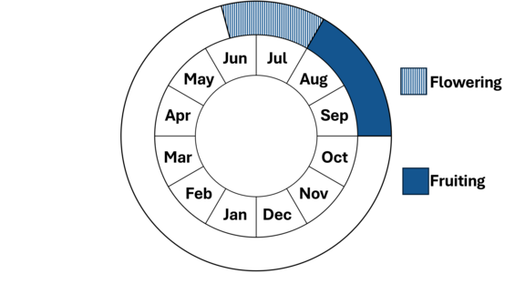 Graphic representation of life cycle, also described in text.