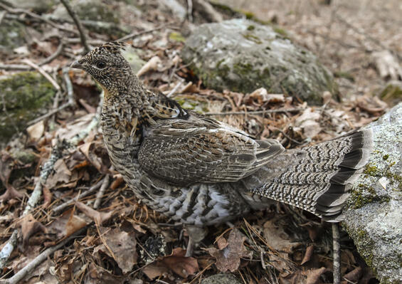 Ruffed grouse