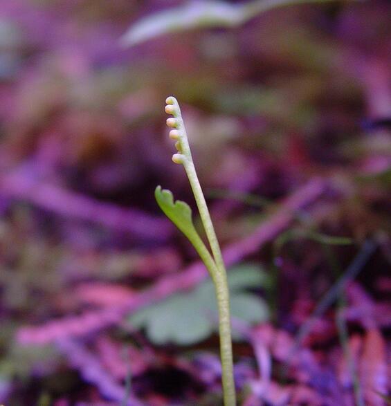 Least moonwort (Botrychium tenebrosum). Photo by Arthur Haines, Native Plant Trust.