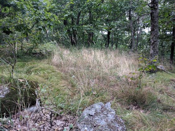 Calamagrostis inexpansa