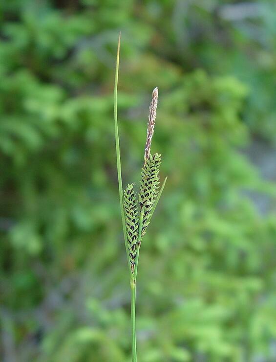 Shore sedge