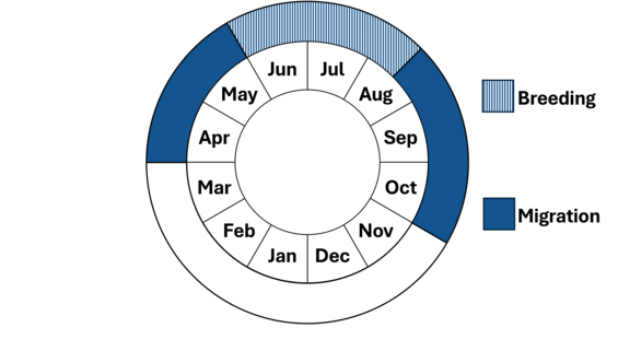 Graphic representation of life cycle, also described in text.