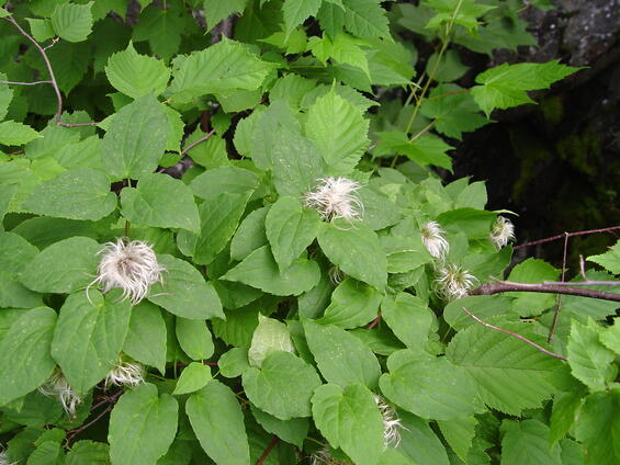 Purple clematis
