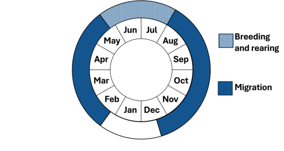 Graphic representation of life cycle, also described in text.