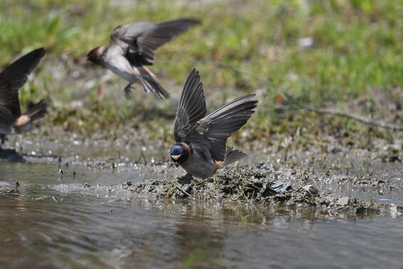 Cliff swallow