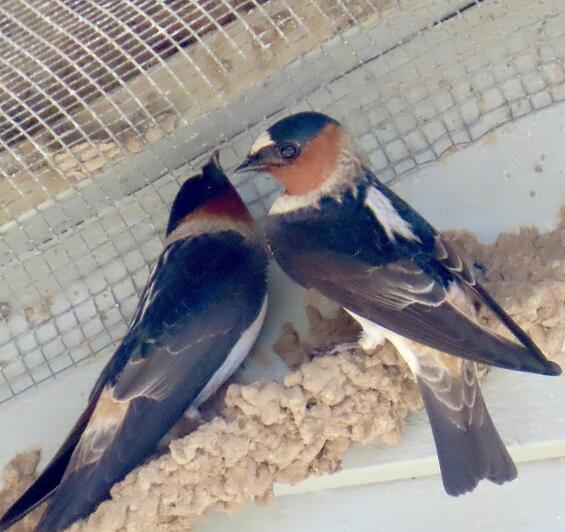 Cliff swallow
