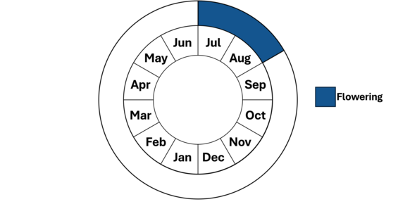 Graphic representation of life cycle, also described in text.