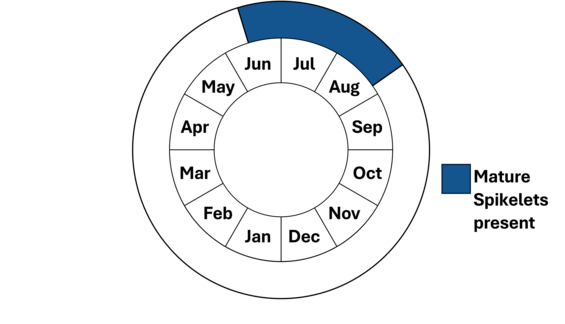 Graphic representation of life cycle, also described in text.