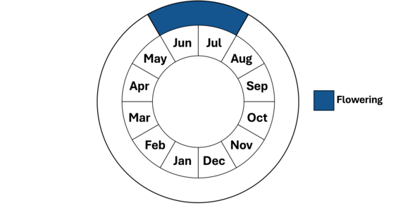Graphic representation of life cycle, also described in text.
