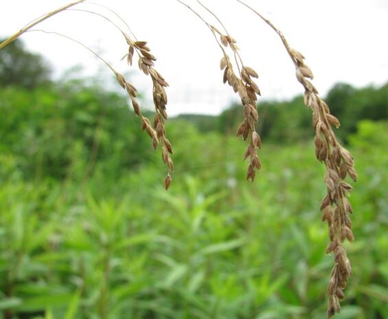 Drooping speargrass