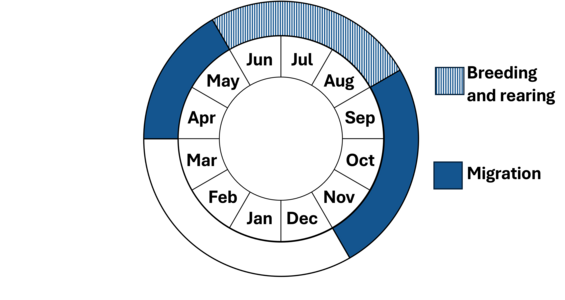 Graphic representation of life cycle, also described in text.