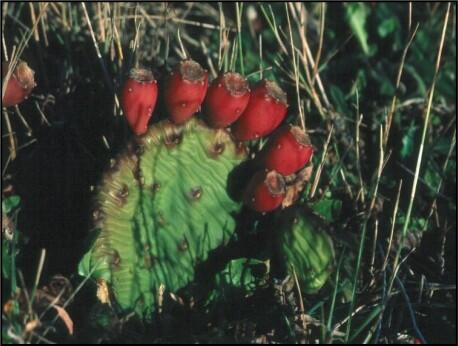 Eastern prickly pear fruit