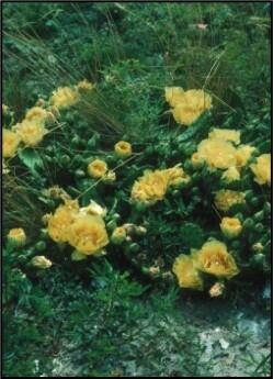 Eastern prickly pear flowers.