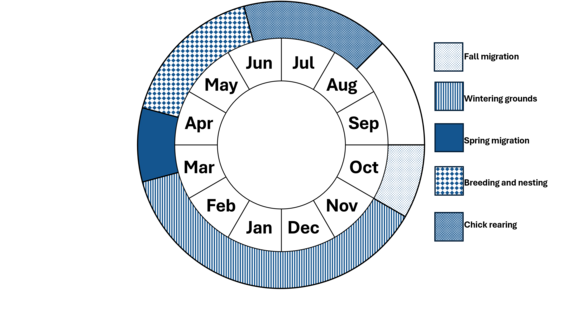 Graphic representation of life cycle, also described in text.