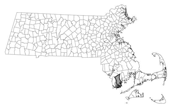 Map showing the distribution of this species in Massachusetts.