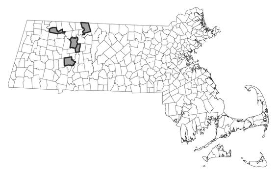 Map showing the distribution of this species in Massachusetts.