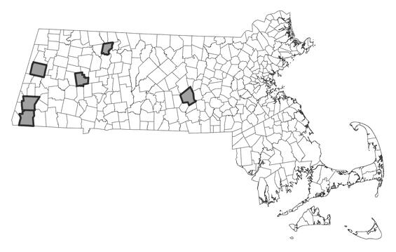 Map showing the distribution of this species in Massachusetts.
