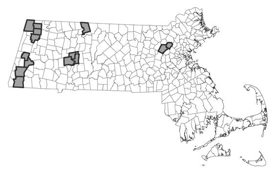 Map showing the distribution of this species in Massachusetts.