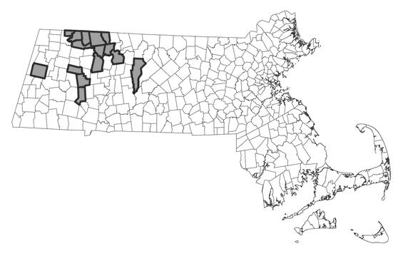 Map showing the distribution of this species in Massachusetts.