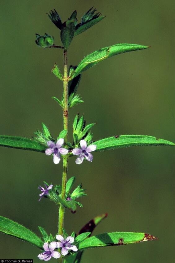 False pennyroyal
