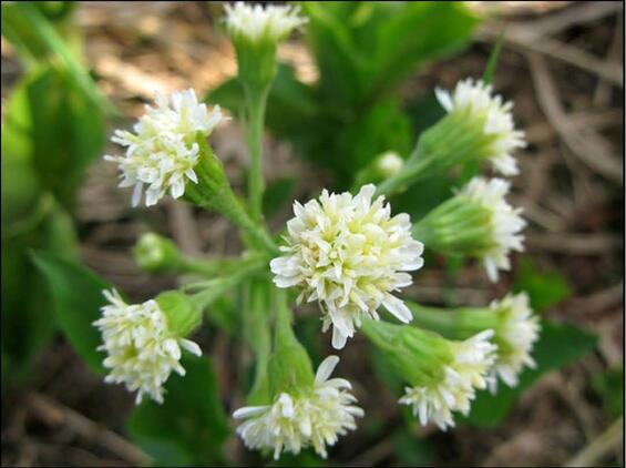 Sweet Coltsfoot