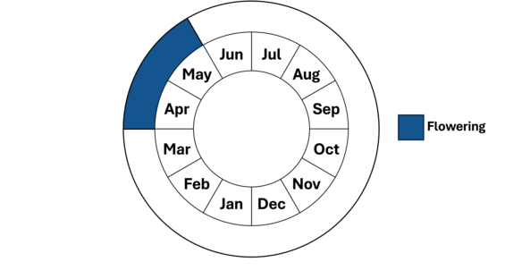 Graphic representation of life cycle, also described in text.