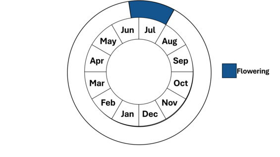 Graphic representation of life cycle, also described in text.