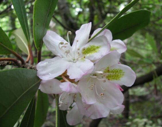 Great Laurel in flower showing large evergreen leaves
