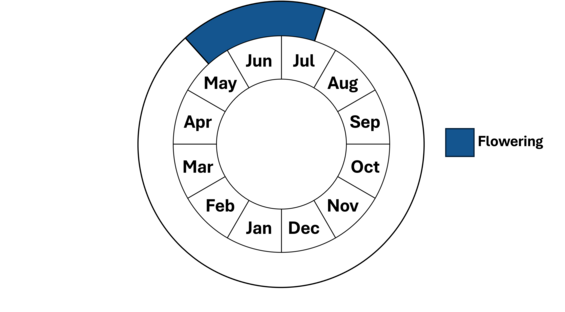 Graphic representation of life cycle, also described in text. 