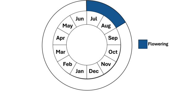 Graphic representation of life cycle, also described in text.