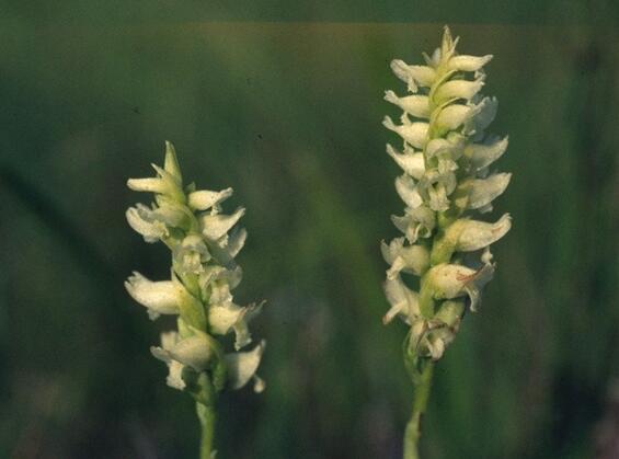 Hooded Ladies'-tresses