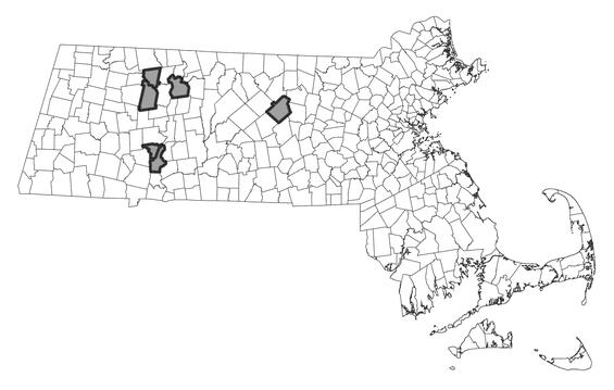 Map showing the distribution of this species in Massachusetts