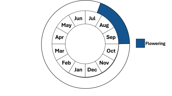Graphic representation of life cycle, also described in text.
