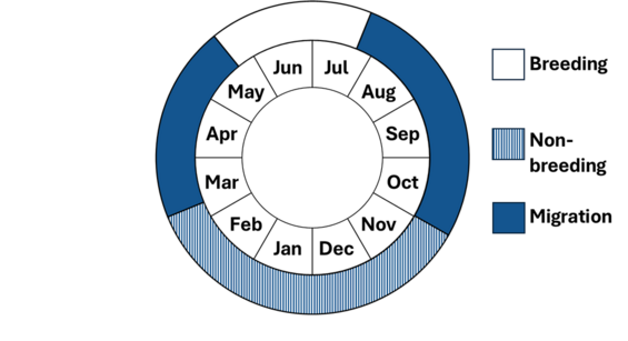 Graphic representation of life cycle, also described in text.