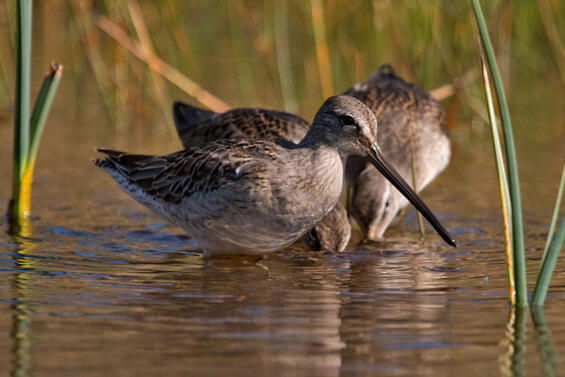 Short-billed dowitcher (Limnodromus griseus)