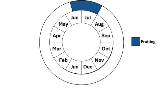 Graphic representation of life cycle, also described in text.