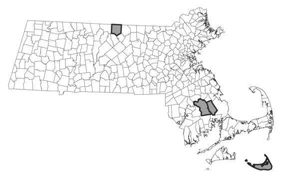 Map showing the distribution of this species in Massachusetts