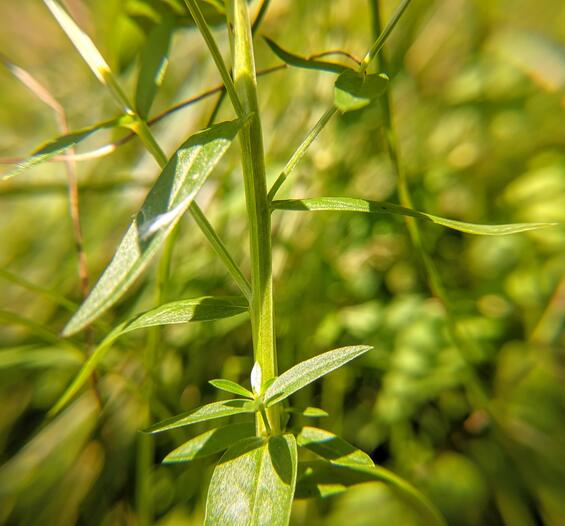 Lythrum alatum