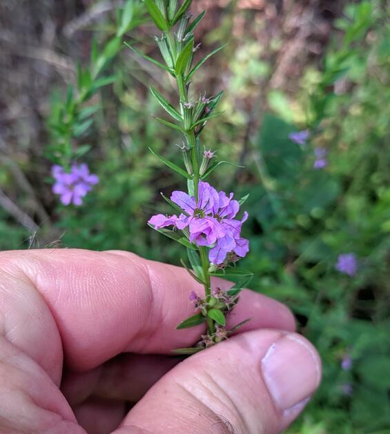 Lythrum alatum