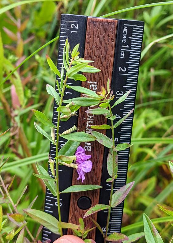 Lythrum alatum