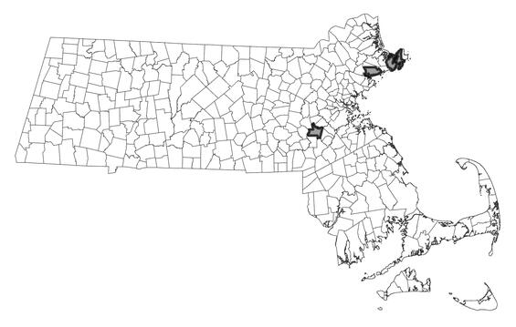 Map showing the distribution of this species in Massachusetts.
