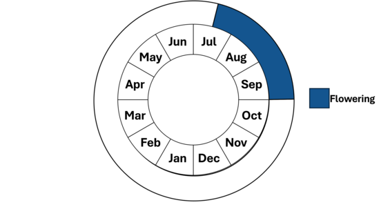 Graphic representation of life cycle, also described in text.